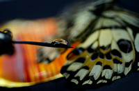 July 13.15 Butterflies Moth Cicada Beetle Drops Agate Cathy