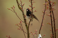 March 25.08 BY Hummers Junco MaryamTree