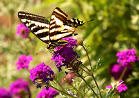 June 21.07 OregonGarden Butterfly Cathy