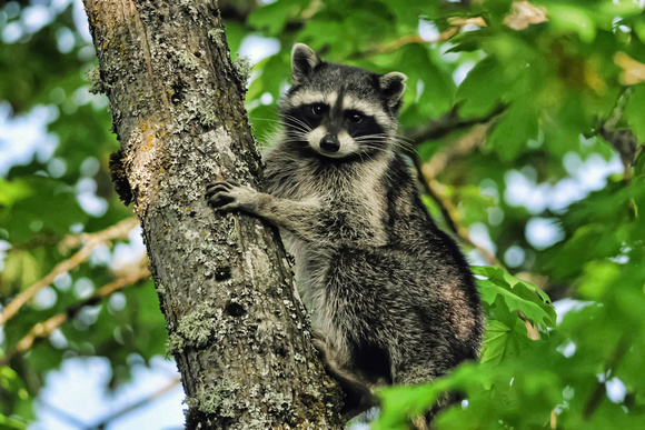 Raccoon Spy