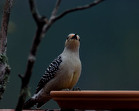 March 25.18 Thrasher Woodpecker Goldfinch Wren Bluejay