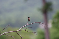 July 2-3.18 Hawk Hummingbirds Lake