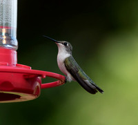 August 1-3.18 Hummingbird Lake