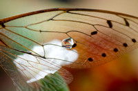 January 14.15 Cicada Drops Primrose Carnation
