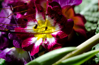 January 24.15 Cicada Drops Beetle Tulip Narcissus Primrose