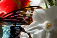 January 26.15 Cicada Drops Tulip Narcissus Primrose Gerbera