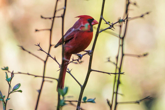 First Cardinal