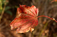 November 2.07 Leaves
