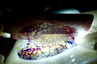 April 18.16 Agate Snakeskin Leaf Lanternfly Glass Feather