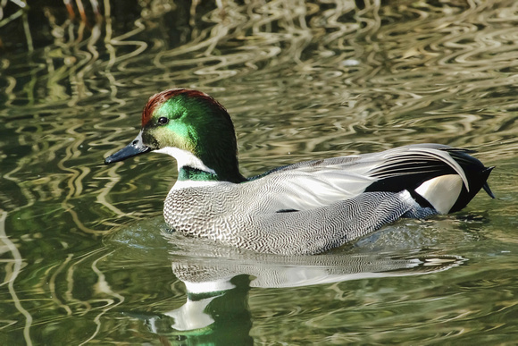 Falcated Duck 2