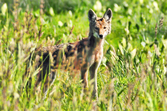 Coyote in the Wetlands
