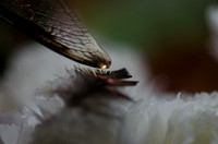 December 23.14 Cicada Drops Beetle Primrose Carnation